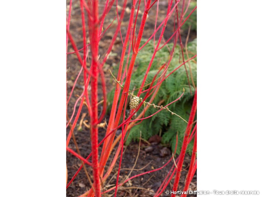 Cornouiller Blanc Baton Rouge Silence Ca Pousse