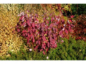 Cornouiller Blanc Baton Rouge Silence Ca Pousse