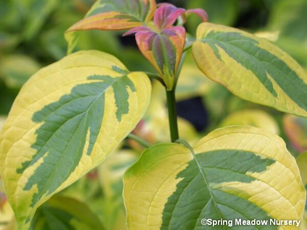 Cornouiller pagode GOLDEN SHADOW®