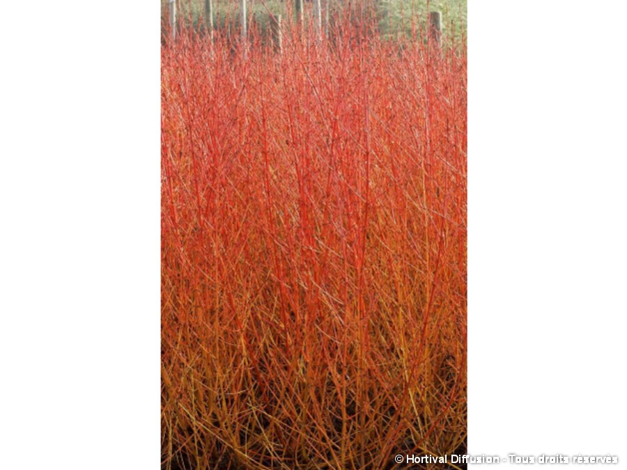 Cornouiller Sanguin Midwinter Fire - Arbuste Cornus Sanguinea, Livré En Pot 3L, Hauteur 50-60 Cm, Fleurs Blanches