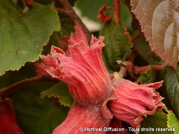 Noisetier pourpre de Lombardie Rote Zellernuss