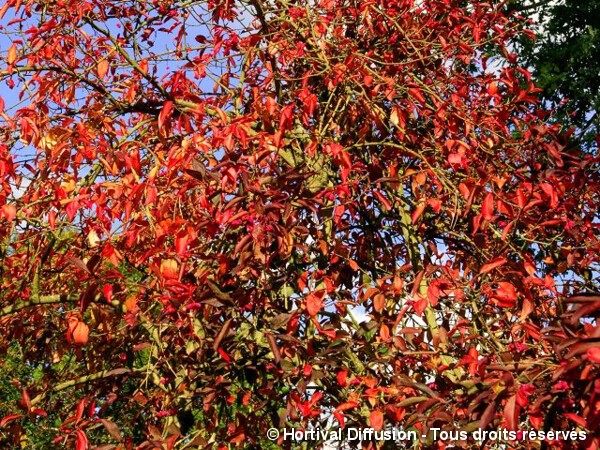 Fusain d'Europe Red Cascade, Bonnet de prêtre