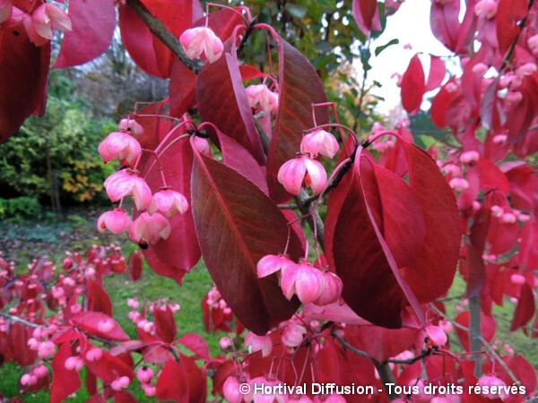 Fusain à grandes fleurs RUBY WINE® = carnosus R.W.