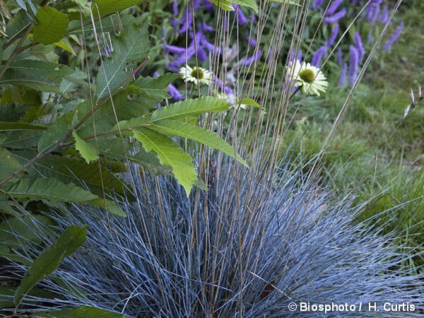 Fétuque bleue Intense Blue