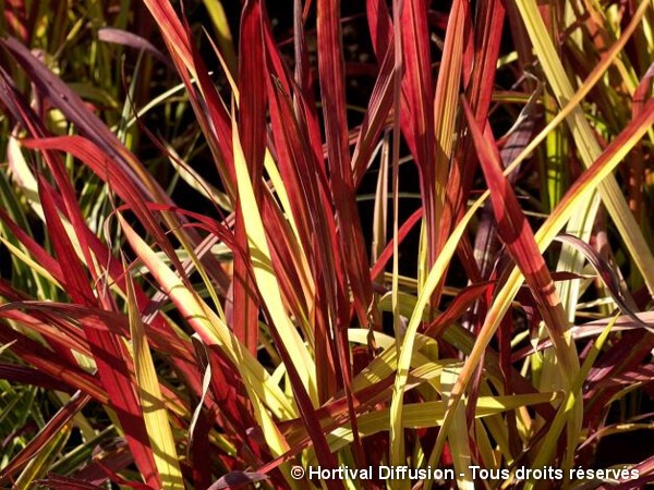 Imperata Red Baron