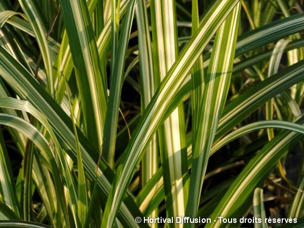 Roseau de Chine Cabaret, miscanthus, Eulalie