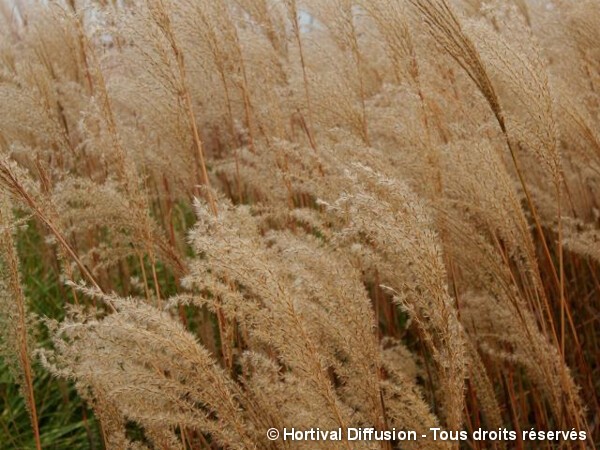 Roseau de Chine Dronning Ingrid, miscanthus