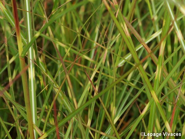 Roseau de Chine 'Étincelle', miscanthus, eulalie