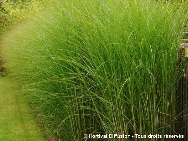 Roseau de Chine Gracillimus, miscanthus, Eulalie