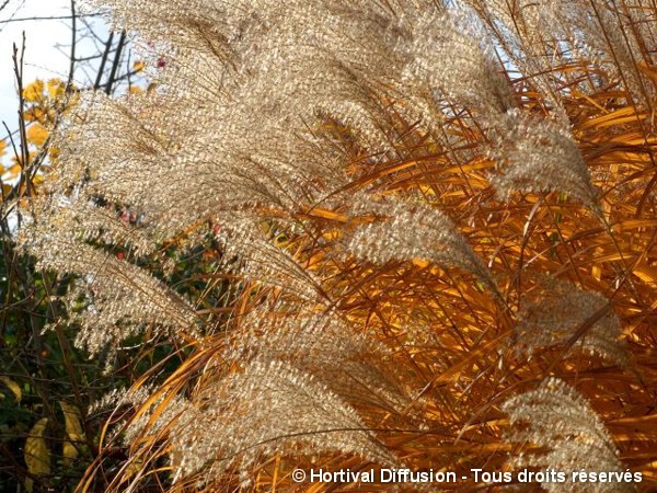 Roseau de Chine Graziella, miscanthus, Eulalie