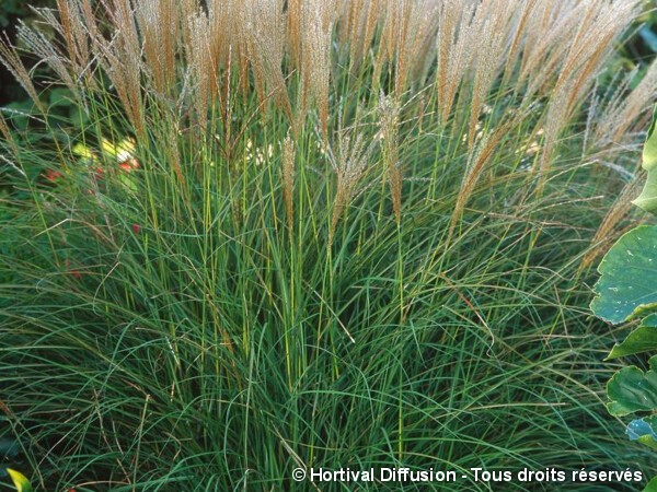 Roseau de Chine Kleine Silberpinne, miscanthus