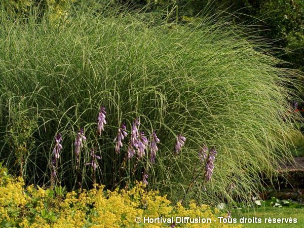 Roseau de Chine Morning light, miscanthus, Eulalie