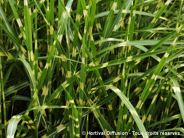 Roseau de Chine Strictus, miscanthus, Eulalie