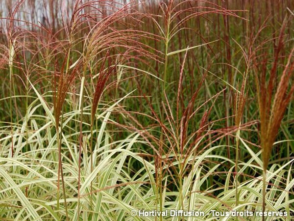 Roseau de Chine panaché, miscanthus, Eulalie