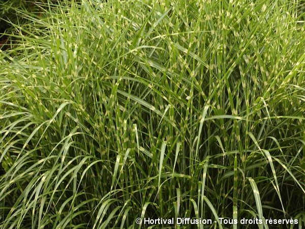 Roseau de Chine Zebrinus, miscanthus, Eulalie