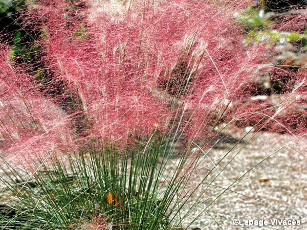 Muhlenbergia capillaris