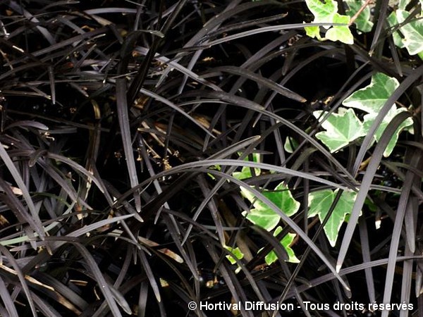 Herbe aux turquoises Nigrescens = Black Dragon, Niger