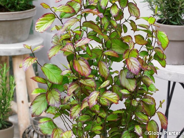 Parrotia PERSIAN SPIRE®