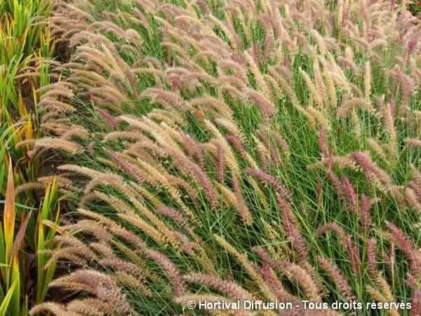 Pennisetum d'orient Karley Rose