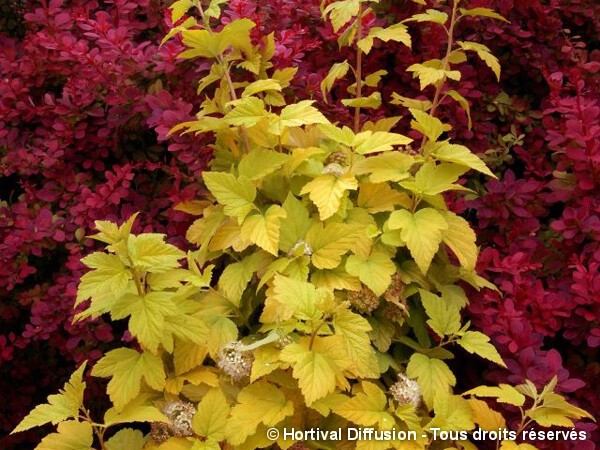 Physocarpus à feuilles d'obier ANGEL GOLD®