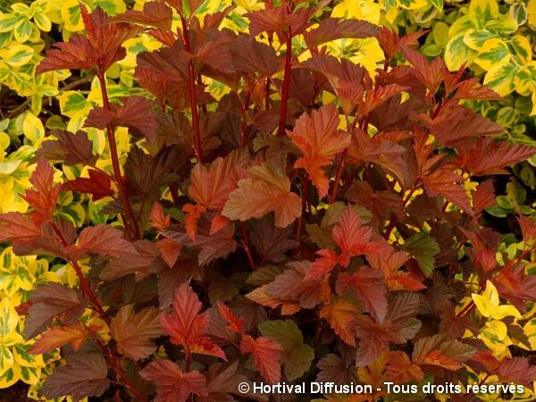 Physocarpus à feuilles d'obier DIABLE D'OR®