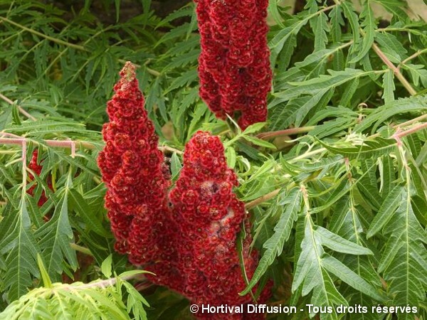 Sumac de Virginie découpé, Sumac amaranthe