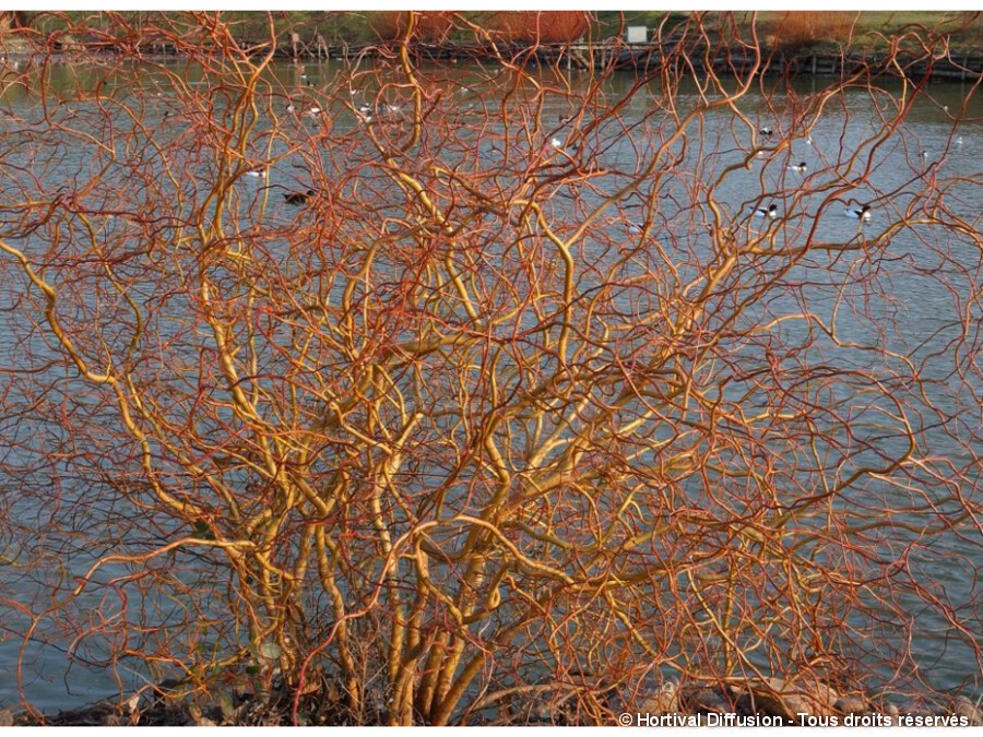 Saule Tortueux Silence Ca Pousse