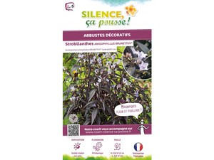 Strobilanthes anispohyllus BRUNETTHY® Strobilanthes anispohyllus BRUNETTHY®