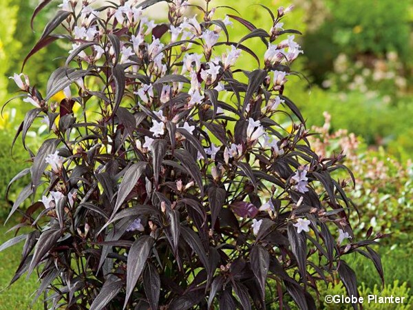 Strobilanthes anispohyllus BRUNETTHY®