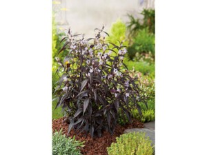 Strobilanthes anispohyllus BRUNETTHY® Strobilanthes anispohyllus BRUNETTHY®