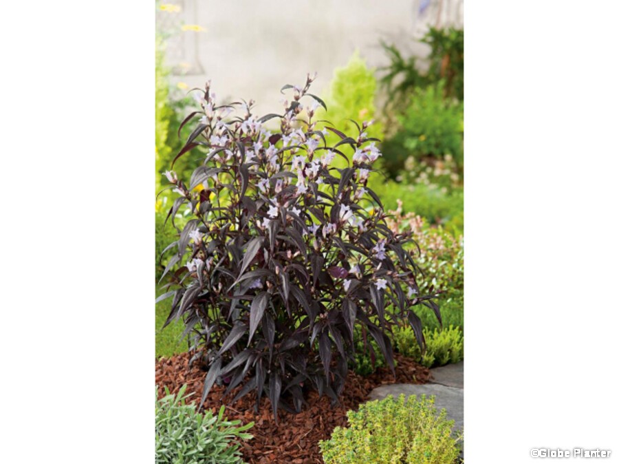 Strobilanthes anispohyllus BRUNETTHY® Strobilanthes anispohyllus BRUNETTHY®