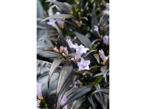 Strobilanthes anispohyllus BRUNETTHY® Strobilanthes anispohyllus BRUNETTHY®