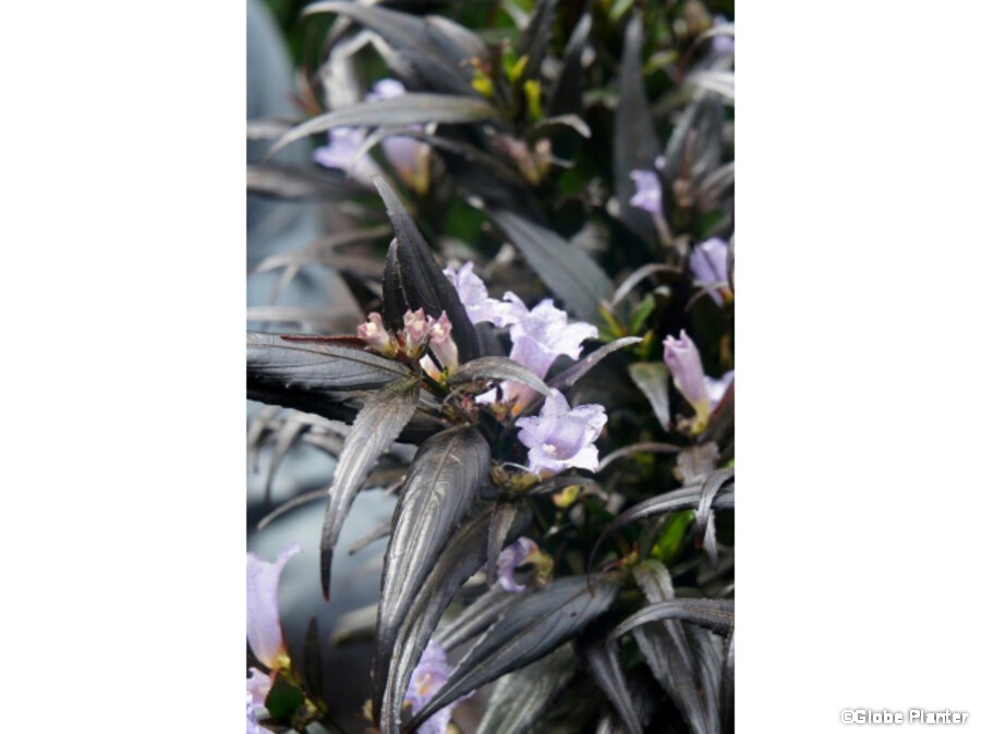 Strobilanthes anispohyllus BRUNETTHY® Strobilanthes anispohyllus BRUNETTHY®