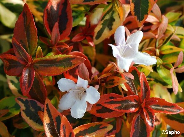 Plantes d'extérieur 