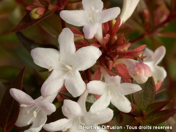 Abélia à grandes fleurs Sherwood