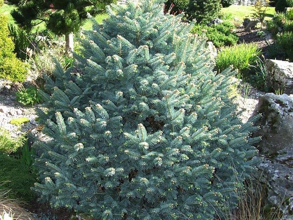 Sapin des montagnes rocheuses Compacta