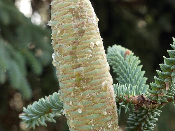 Sapin d'Espagne bleuté