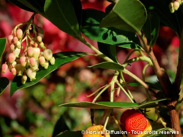 Arbousier arbre aux fraises ROSELILY®