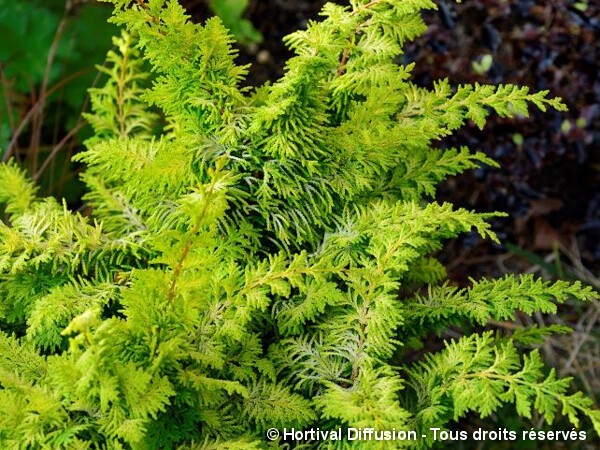 Faux cyprès d'Hinoki Fernspray Gold