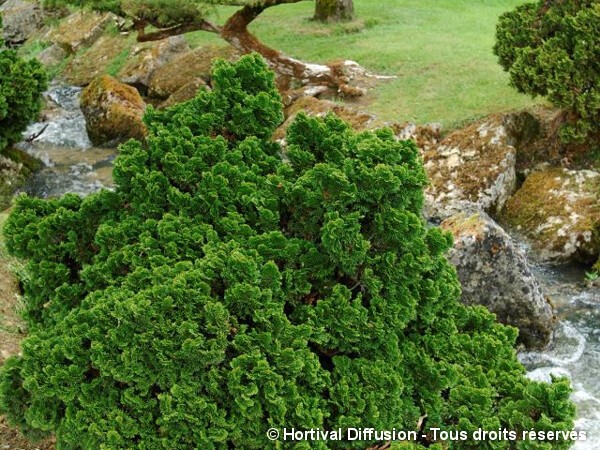 Faux cyprès d'Hinoki Nana Gracilis