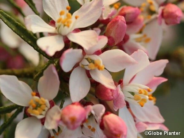 Oranger du Mexique APPLE BLOSSOM®