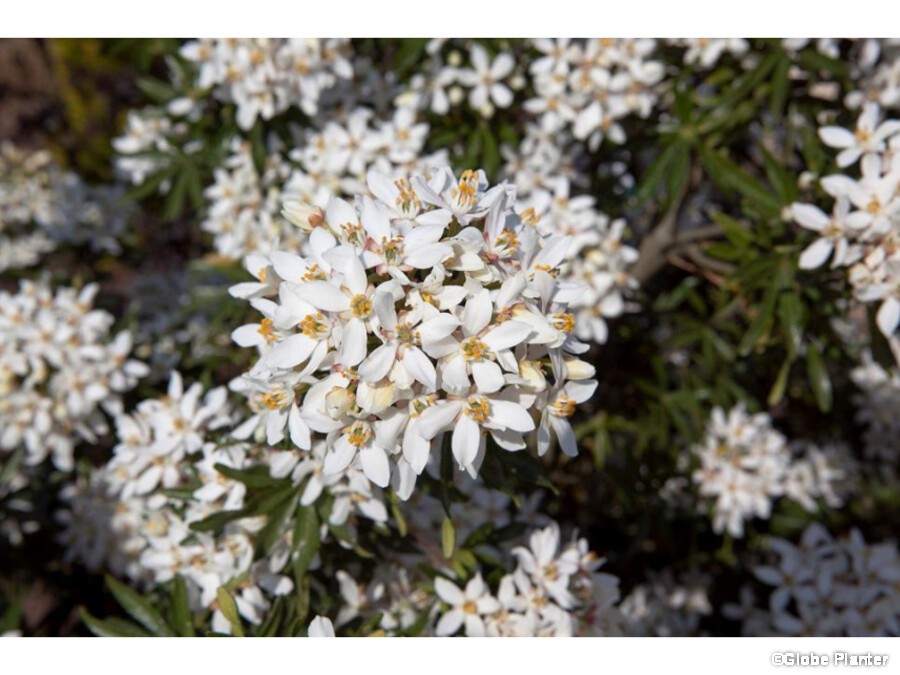 Oranger Du Mexique White Dazzler ® - Choisya Ternata White Dazzler