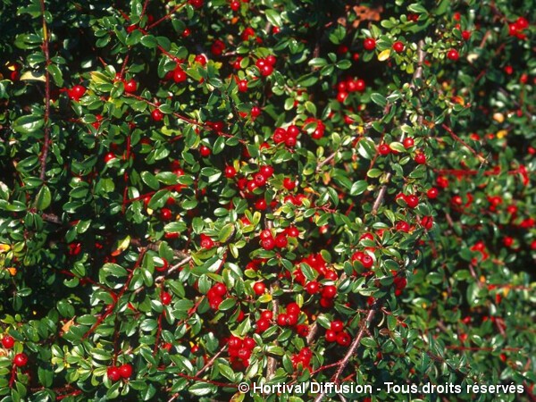 Cotoneaster rampant Coral Beauty