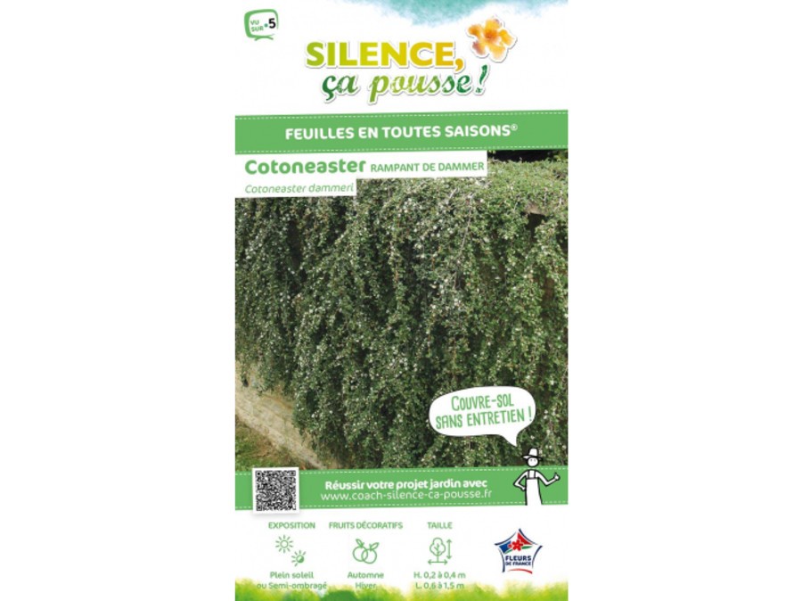 Cotoneaster rampant Cotoneaster rampant