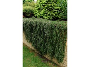 Cotoneaster rampant Cotoneaster rampant