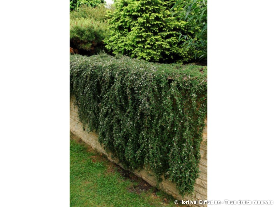 Cotoneaster rampant Cotoneaster rampant