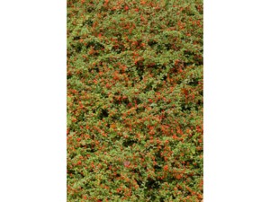 Cotoneaster rampant Cotoneaster rampant