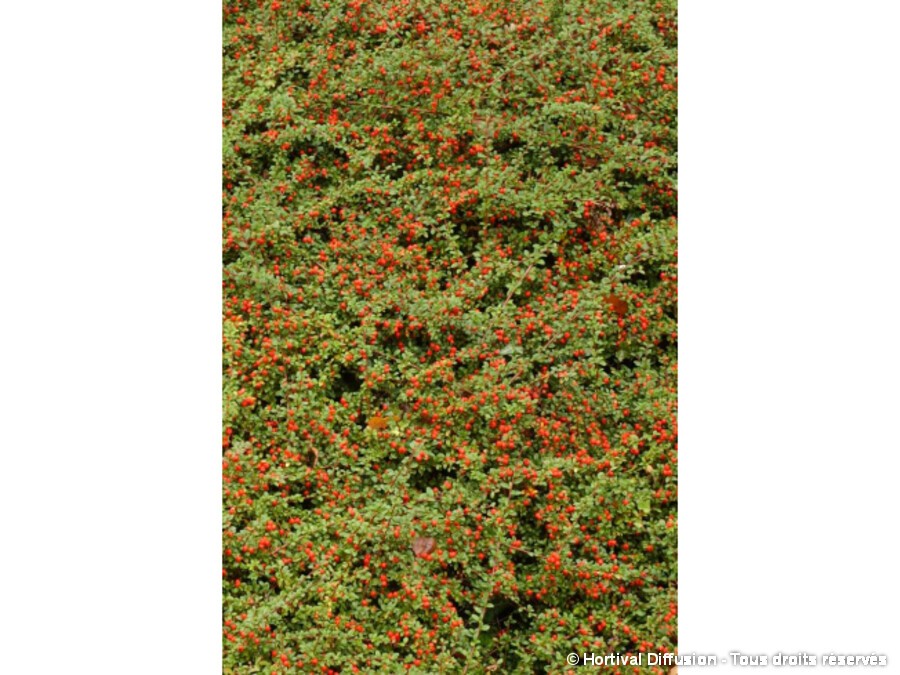 Cotoneaster rampant Cotoneaster rampant