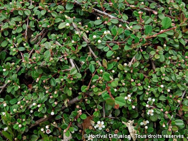 Cotoneaster Frieders Evergreen