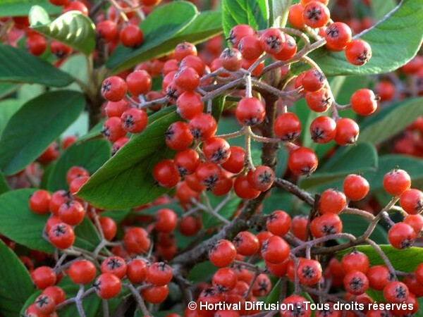 Cotoneaster laiteux